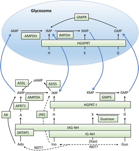 Pdf Targeting The Nucleotide Metabolism Of Trypanosoma Brucei And