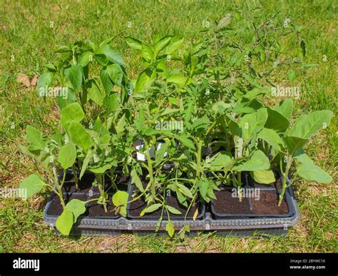 Plug trays hi-res stock photography and images - Alamy