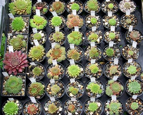 Sempervivum New Seedlings Sempervivum Succulents Seedlings