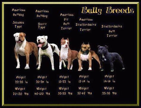 Bull breeds | Bully breeds, American pitbull terrier, Pitbull terrier