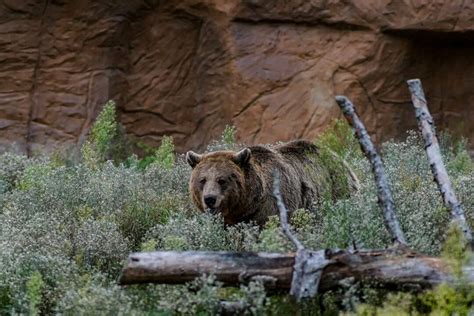 The Largest Brown Bear Ever Recorded