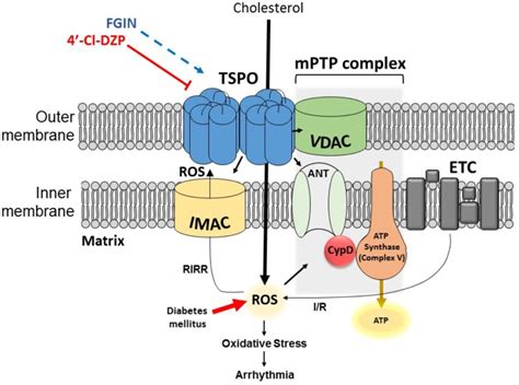 The Mitochondrial Translocator Protein And The Emerging Link Between