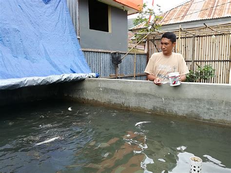 Cara Budidaya Ikan Patin Di Keramba