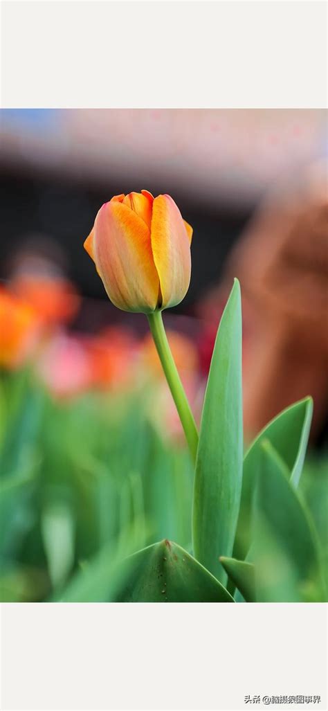 實拍23張鬱金香花照深感紅黃色花朵難拍你有什麼好建議 每日頭條