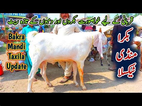 Bakra Mandi Taxila Latest Rates Update 16 July 2021 Very Beautiful