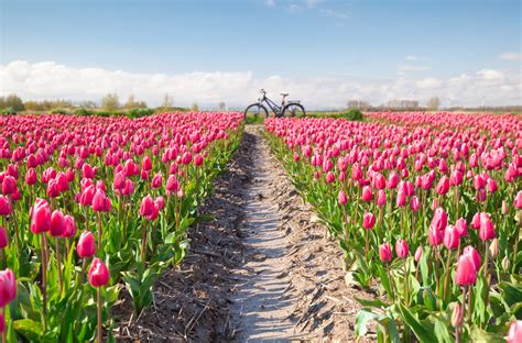 Explore The Netherlands Tulips | Visit the Netherlands | Holland