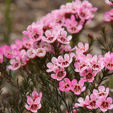 Chamelaucium Uncinatum The Geraldton Wax Flower Nurseries Online