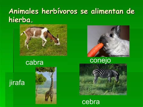 Animales Que Comen Carne 1