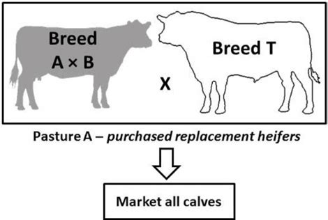 Crossbreeding Systems for Beef Cattle | Mississippi State University ...