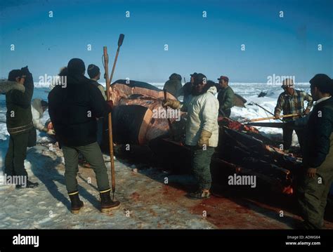 Arctic People Eskimo Inuit 8 Men 12 Hours To Butcher A Whale For