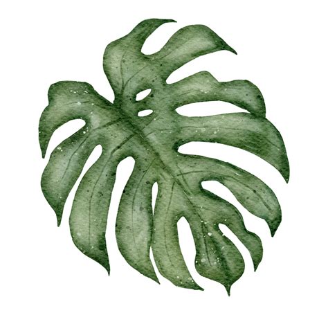 Monstera Watercolor Png Free Logo Image The Best Porn Website