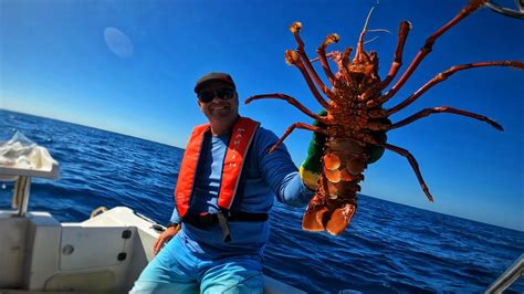 Have You Ever Seen This Many Jumbo Crayfish 🦞 Western Rock Lobster