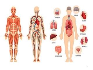 Scope Of Human Anatomy And Physiology Ppt