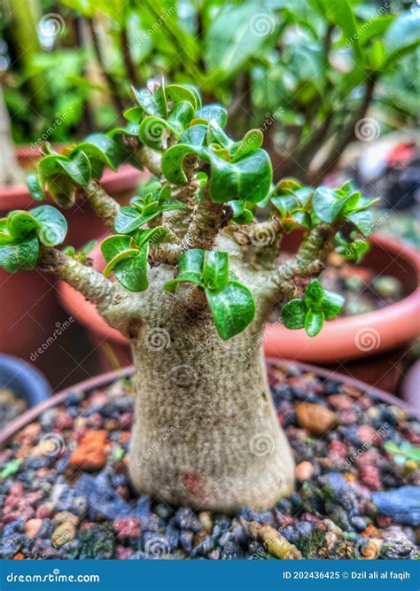 Green adenium bonsai stock image. Image of bonsai, produce - 202436425