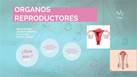 ORGANOS REPRODUCTORES By Romi Velarde On Prezi