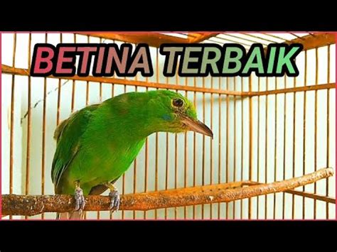 Cucak Ijo Betina Gacor Hiper Nembak Panjang Terbaik Youtube