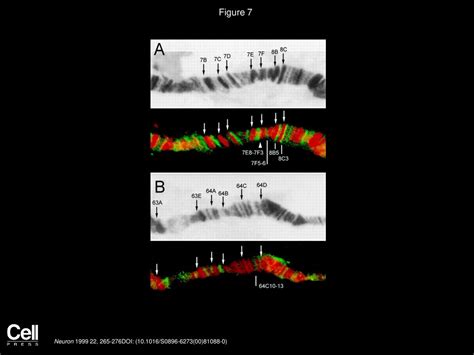 Engrailed Negatively Regulates The Expression Of Cell Adhesion