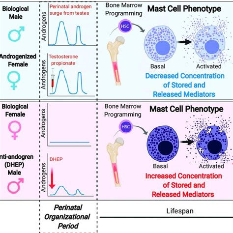 A Model For The Role Of Perinatal Androgen Levels In Sexual Dimorphism