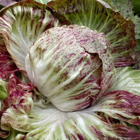 Radicchio, Variegata di Chioggia (Organic) - Adaptive Seeds