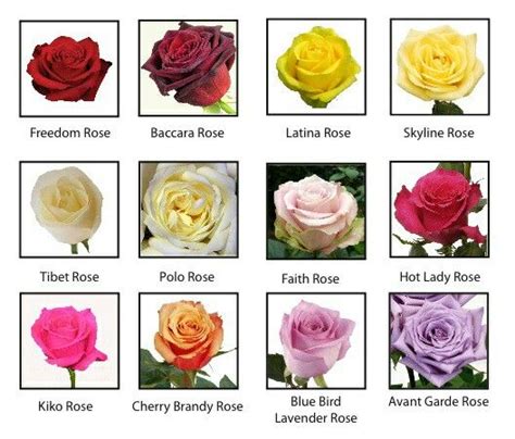 List 101 Pictures Different Types Of Roses With Pictures And Names Sharp