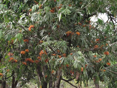 Ashoka Tree Scientific Name 1