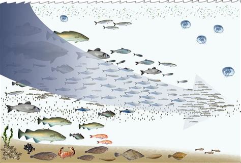 Causes, Effects and Solutions of Overfishing - Conserve Energy Future