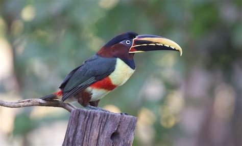 sunrise birding llc brazil pantanal birdingwildlife  july