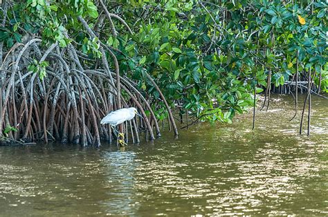 Reserva Ecol Gica El Corchito