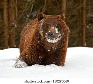 Brown Bear Natural Habitat Stock Photo 150293069 | Shutterstock