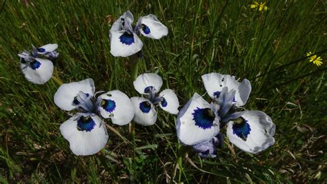 Blue Eyed Moraea From Cape Town South Africa On September At