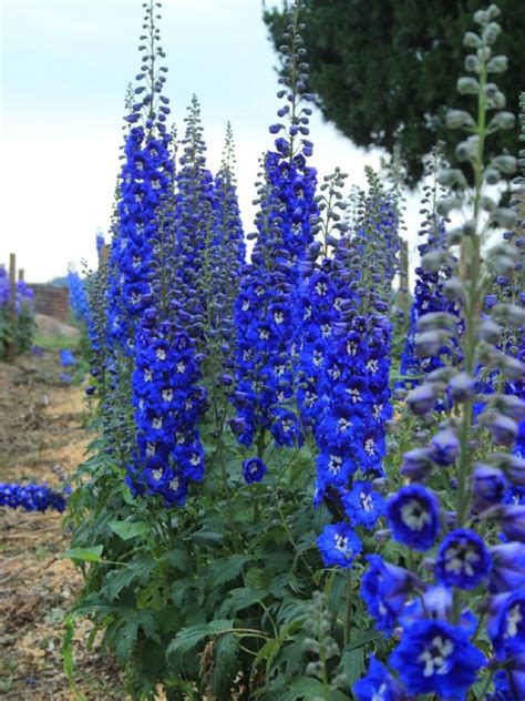 Add Height To Your Garden With These Towering Perennials Hgtv