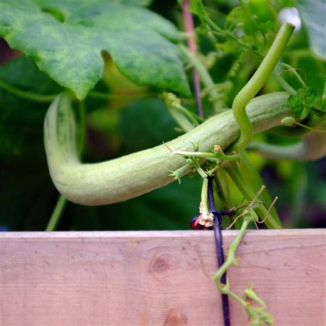 Snake Gourd Info – How To Grow Snake Gourds