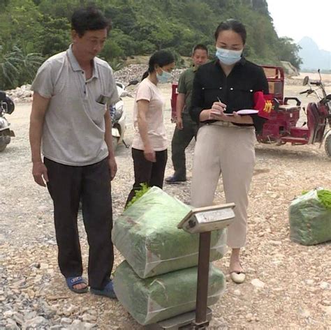 点赞！爱心企业帮助大新群众拓宽销售渠道 龙须菜 扶贫 车间