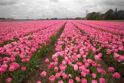 Premium Photo | Red tulips