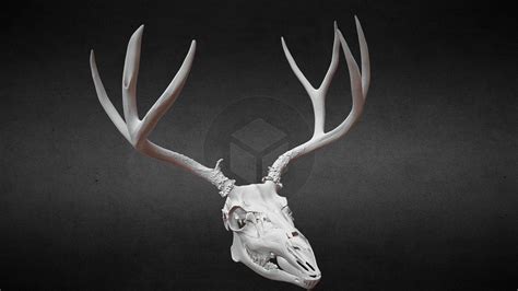 Taylor Mtn Idaho Mule Deer Skull 3d Model By Idaho Virtualization