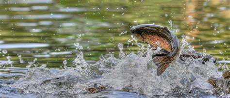 Jumping Rainbow Trout In Grayling Mi Zane Grey Trout Unlimited