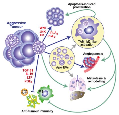 Ijms Free Full Text The Apoptosis Paradox In Cancer