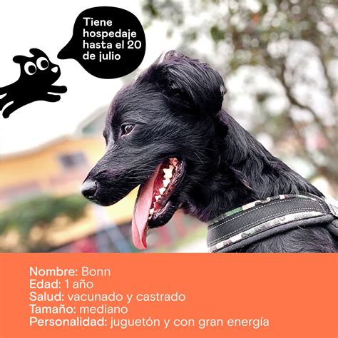 Incondicional on Twitter URGENTE Estos perritos están por perder