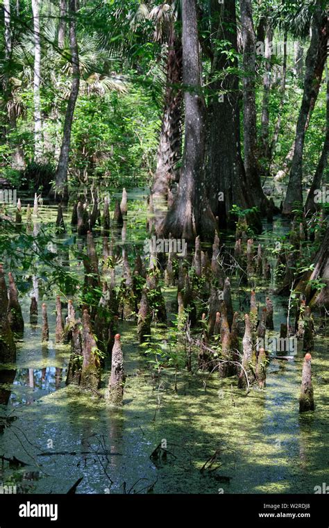 Pond Scene Cypress Tree Knees Growing Water Trees Scum Nature