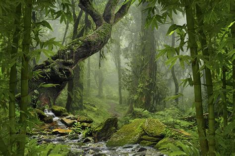 Lush Green Forest Wallpaper for Walls - Magic Decor