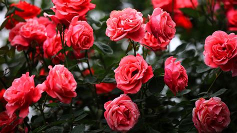 Chinese Roses In Summer Rain Adorn E Chinas City Cgtn