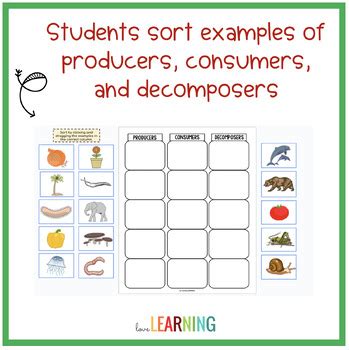 Producers Consumers And Decomposers SORT Activity By Love Learning