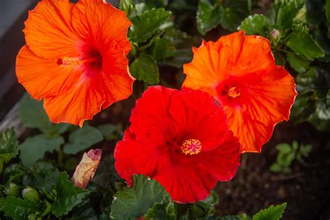 44 Types Of Hibiscus You Should Grow In Your Garden