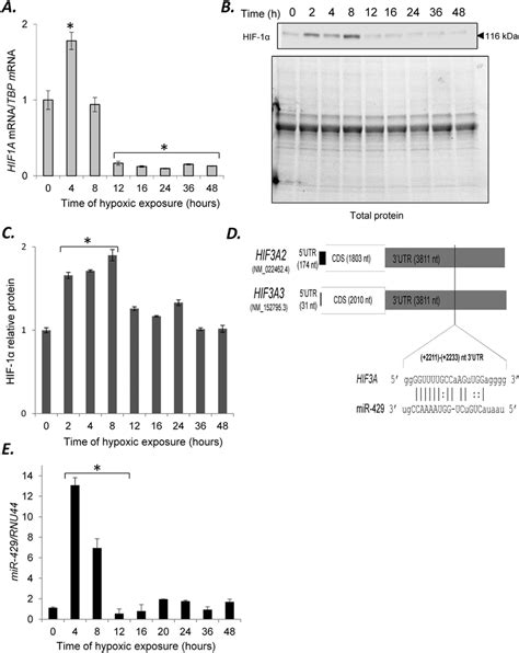 A Hypoxia Induces Dynamic Changes In The MRNA And Protein Expression