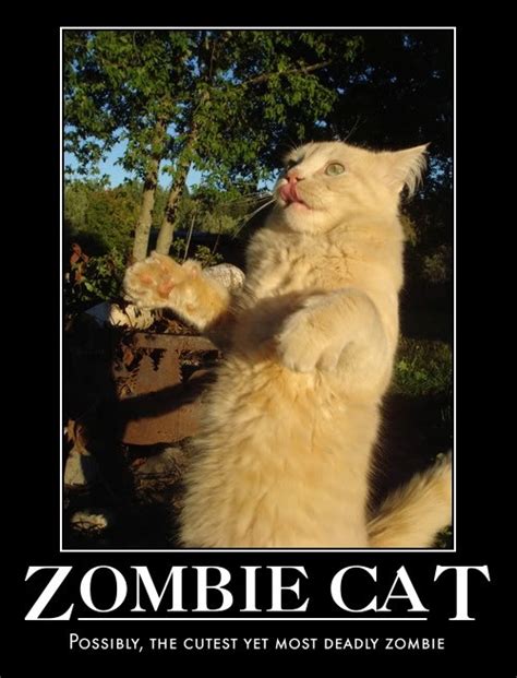 Pin By Michael Wright On Zombies Zombie Cat Cats Crazy Cats