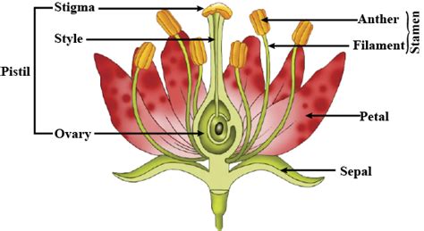 Sketch The Labelled Diagram Of Flower With Its Sexual Reproduction Organs