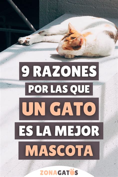 Razones De Peso Por Las Que Un Gato Es La Mejor Mascota Editorial