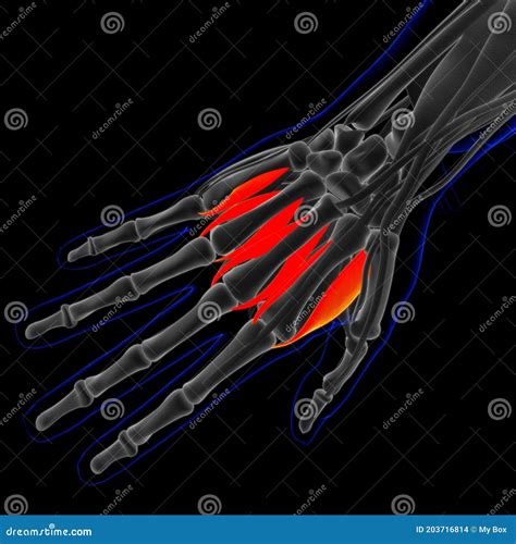 Dorsal Interossei Muscle Anatomy for Medical Concept 3D Illustration ...