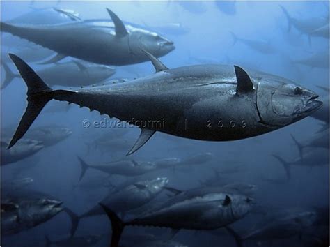 Bluefin tuna conservation|Underwater Photography Guide