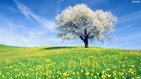 Spring Meadow Wallpaper 63 Images